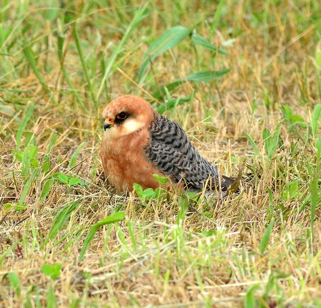Falco cuculo maschio